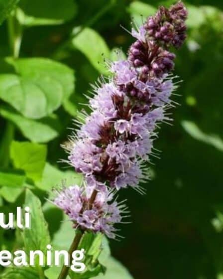 Patchouli-Spiritual-Meaning