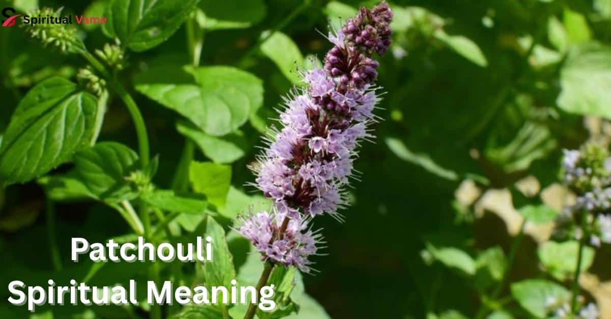 Patchouli-Spiritual-Meaning