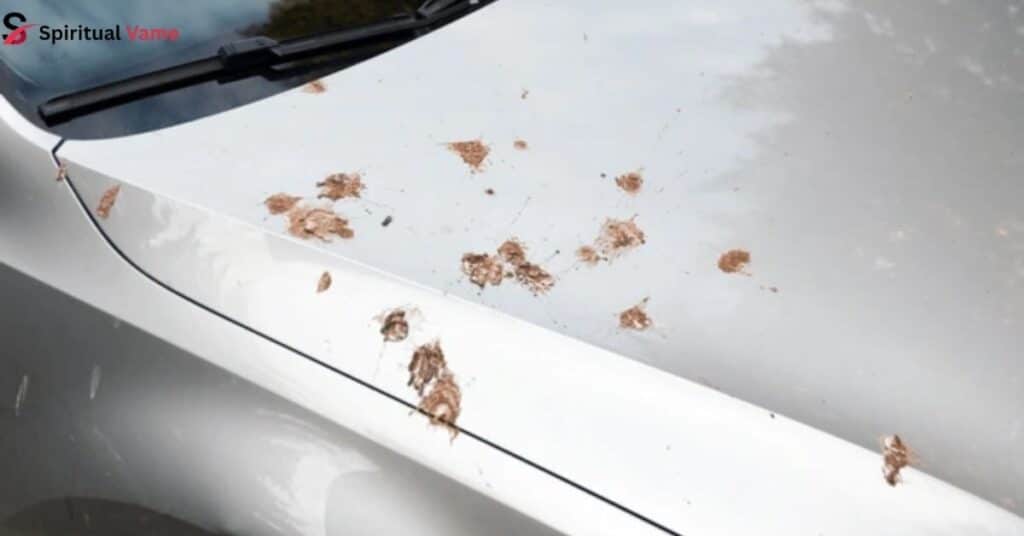 birds-poop