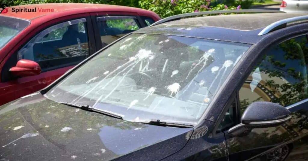 birds-poop