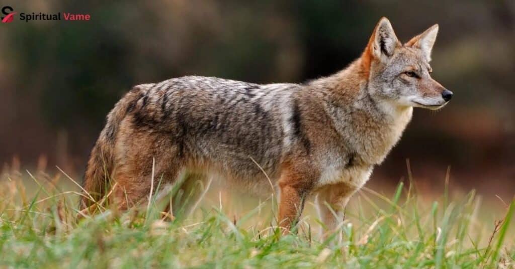 The-Spiritual-Meaning-of-Coyote