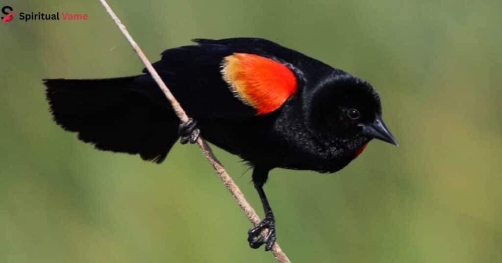 Red-Winged-Blackbird
