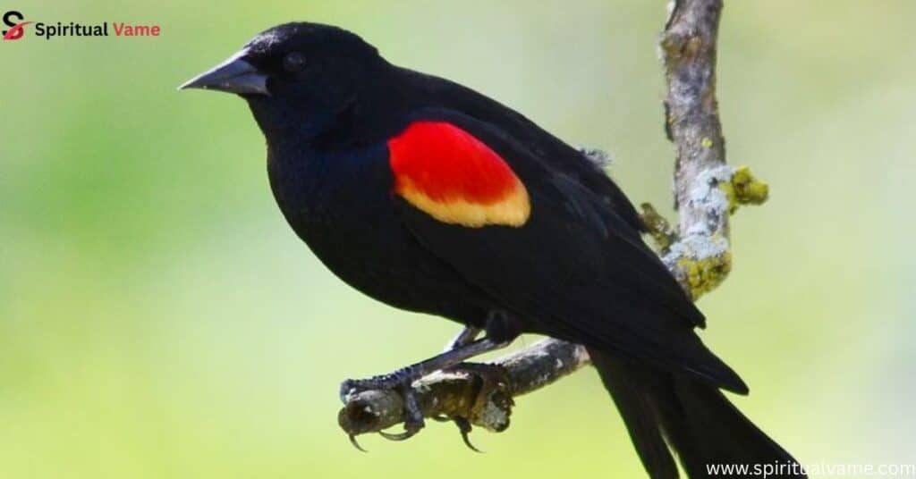 Red-Winged-Blackbird