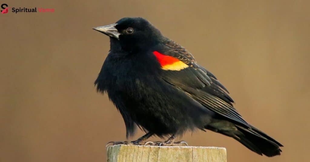 Red-Winged-Blackbird