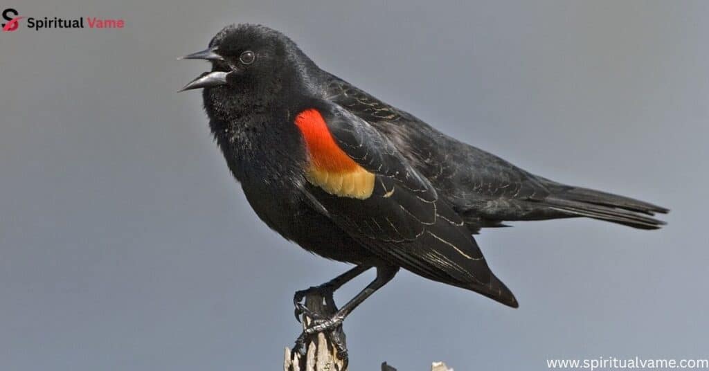 Red-Winged-Blackbird