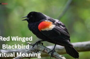 Red Winged Blackbird Spiritual Meaning