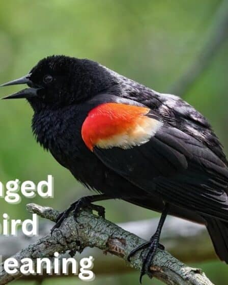 Red Winged Blackbird Spiritual Meaning