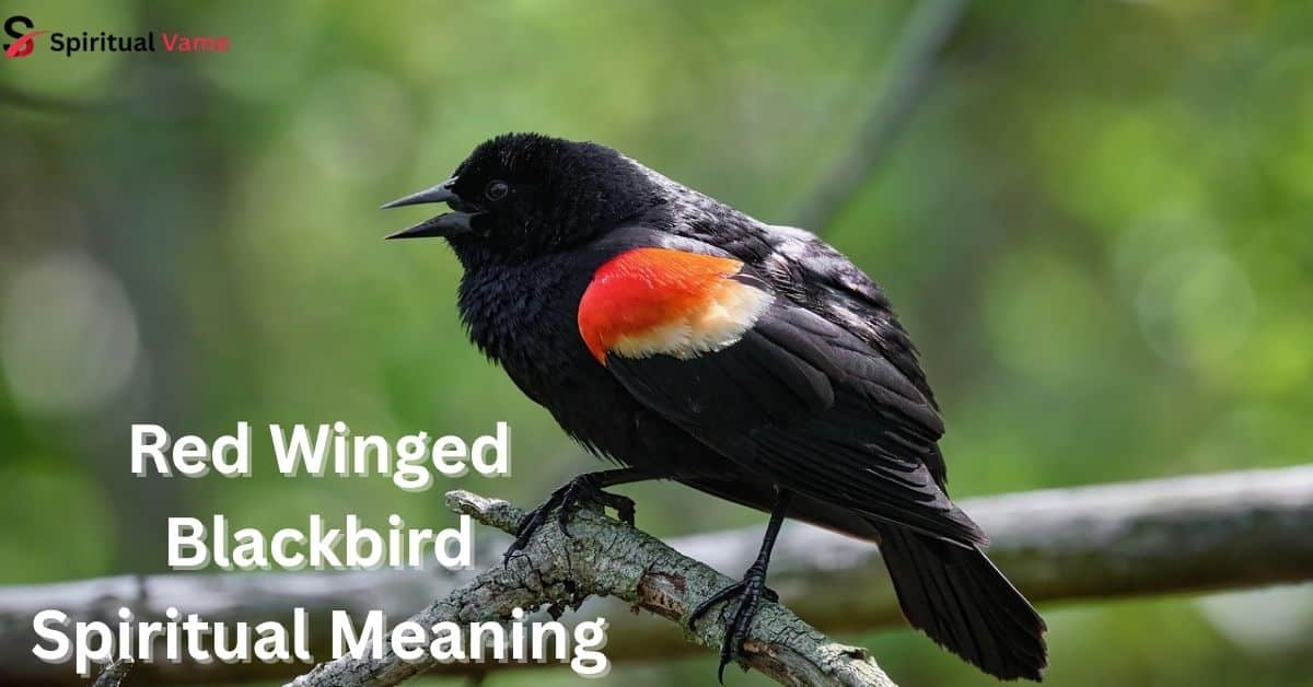 Red Winged Blackbird Spiritual Meaning