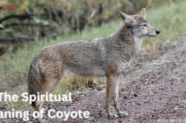 The-Spiritual-Meaning-of-Coyote