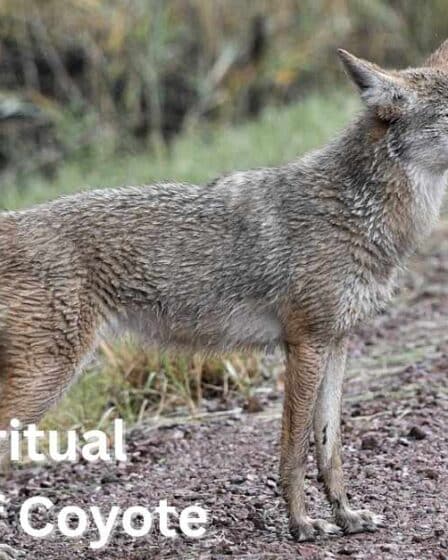 The-Spiritual-Meaning-of-Coyote