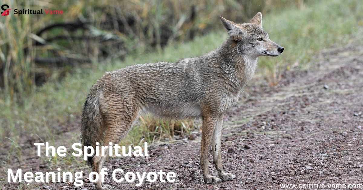 The-Spiritual-Meaning-of-Coyote