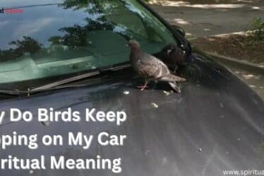Why-Do-Birds-Keep-Pooping-on-My-Car-Spiritual-Meaning