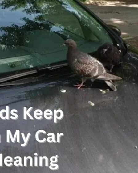 Why-Do-Birds-Keep-Pooping-on-My-Car-Spiritual-Meaning