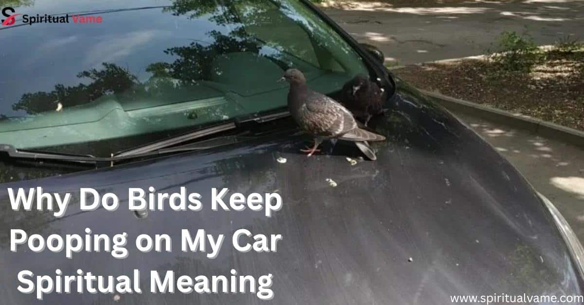 Why-Do-Birds-Keep-Pooping-on-My-Car-Spiritual-Meaning
